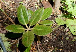 صورة Rhododendron pachysanthum Hayata