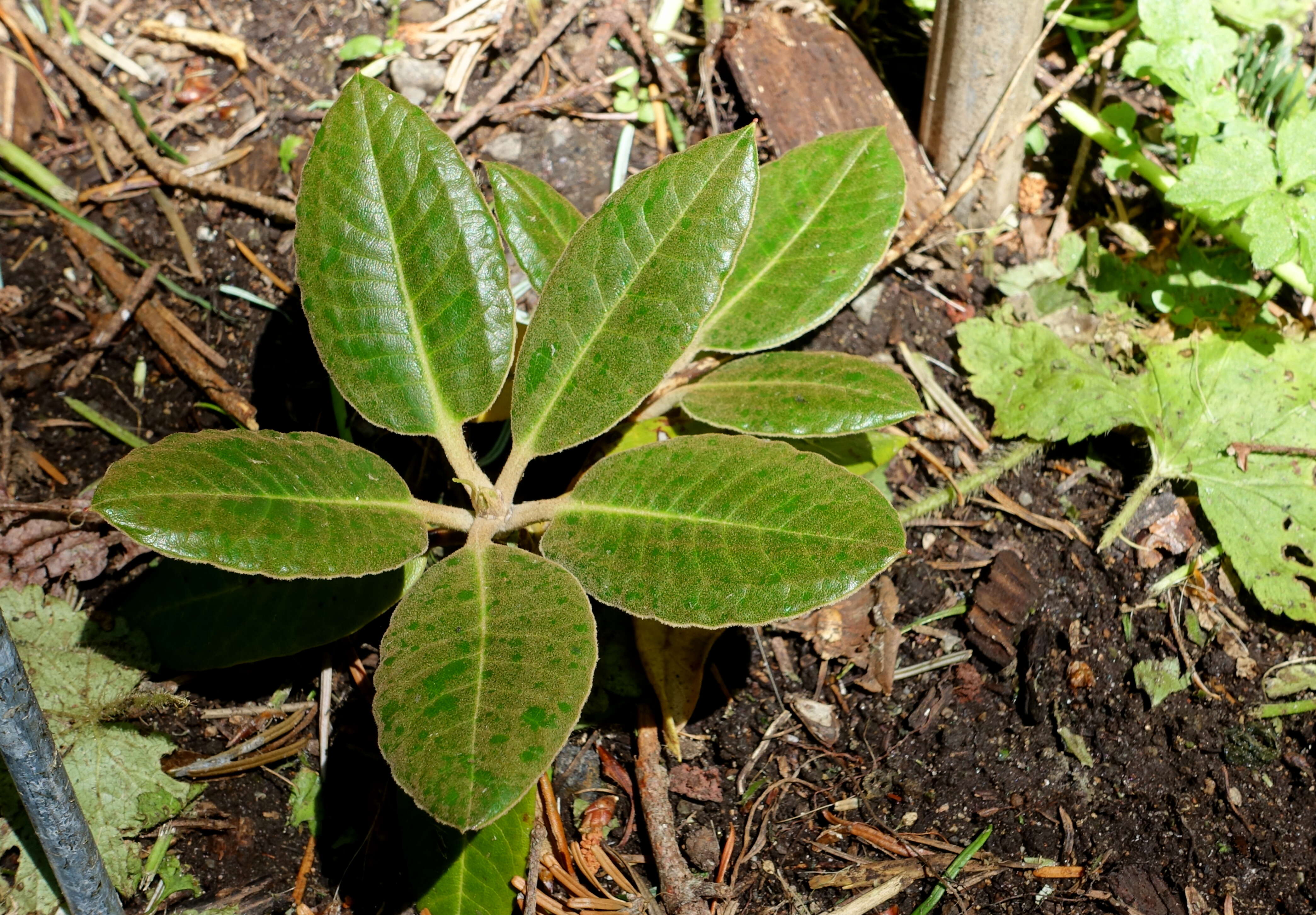 صورة Rhododendron pachysanthum Hayata