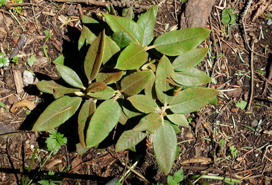 صورة Rhododendron pachysanthum Hayata