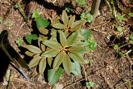 صورة Rhododendron pachysanthum Hayata