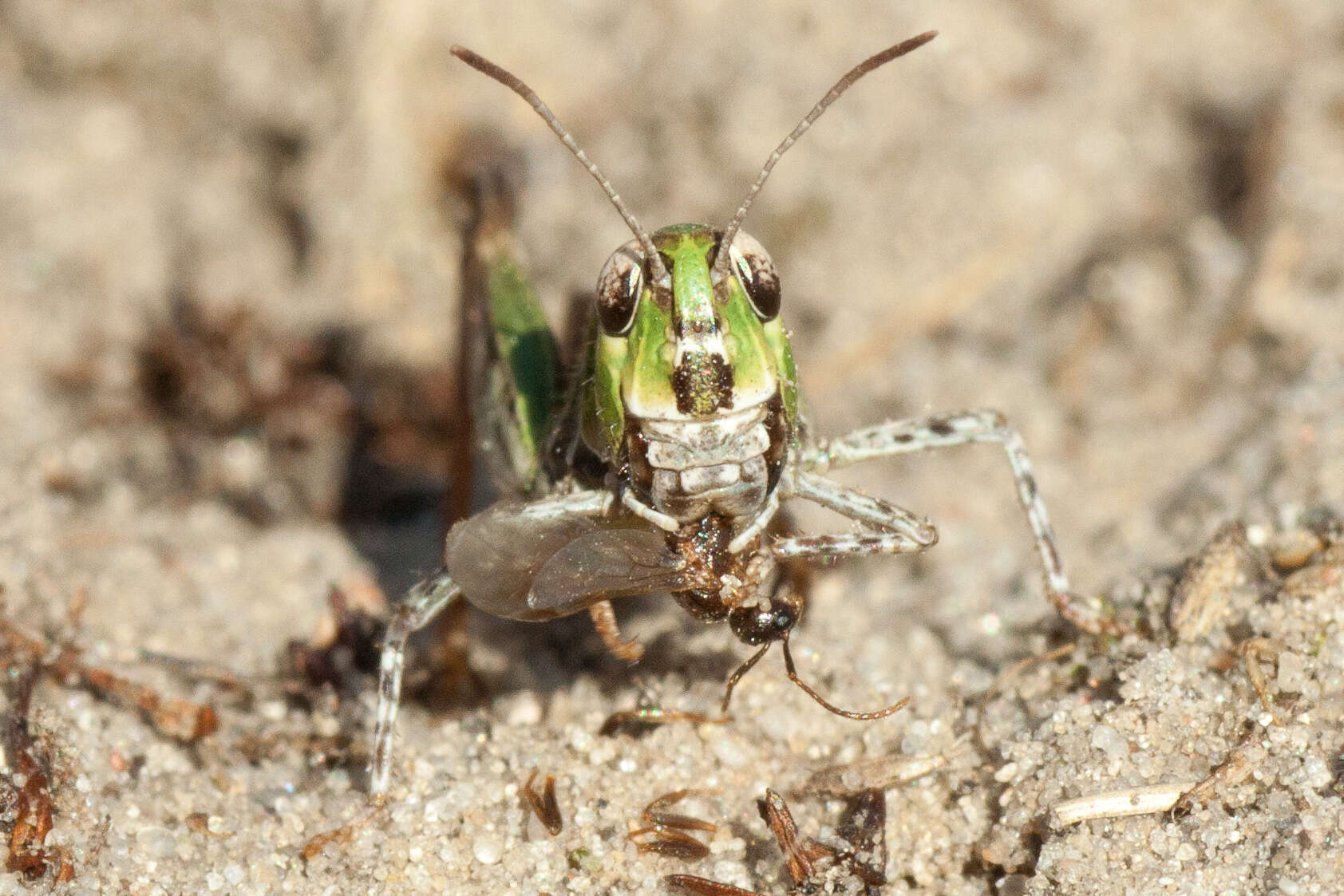 Plancia ëd Myrmeleotettix