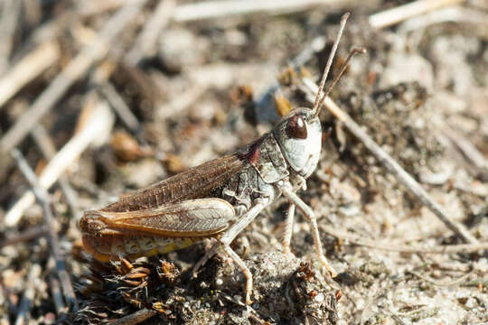 Image of Myrmeleotettix