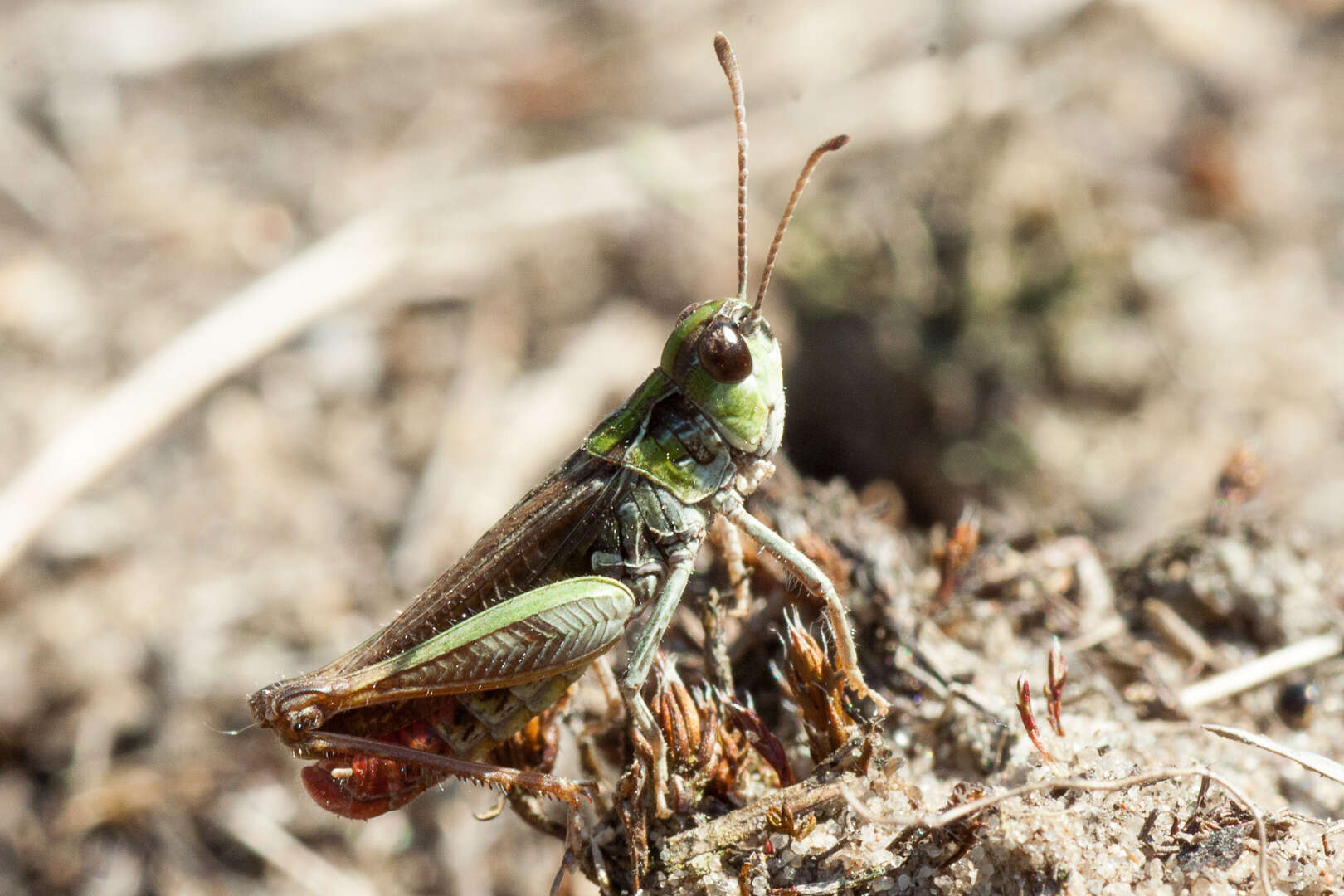 Plancia ëd Myrmeleotettix