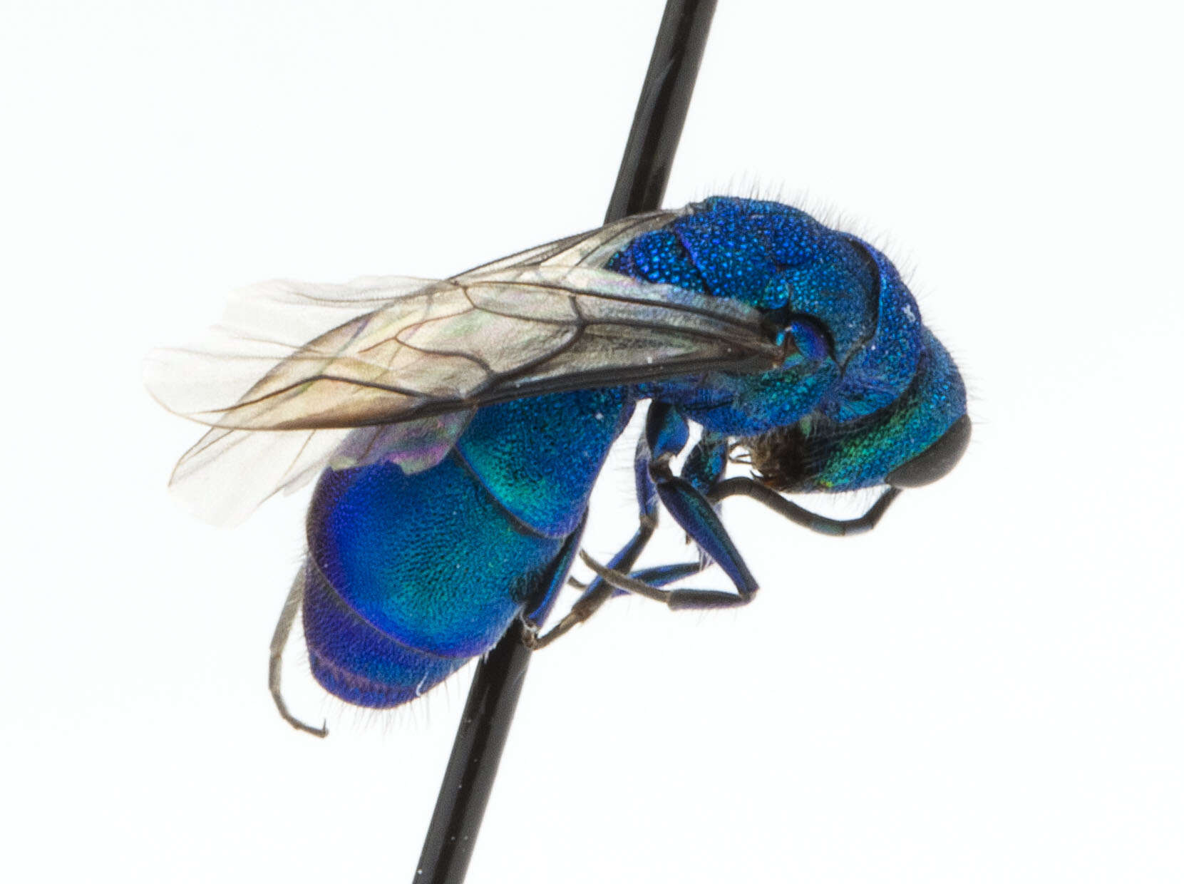 Image of Chrysidinae