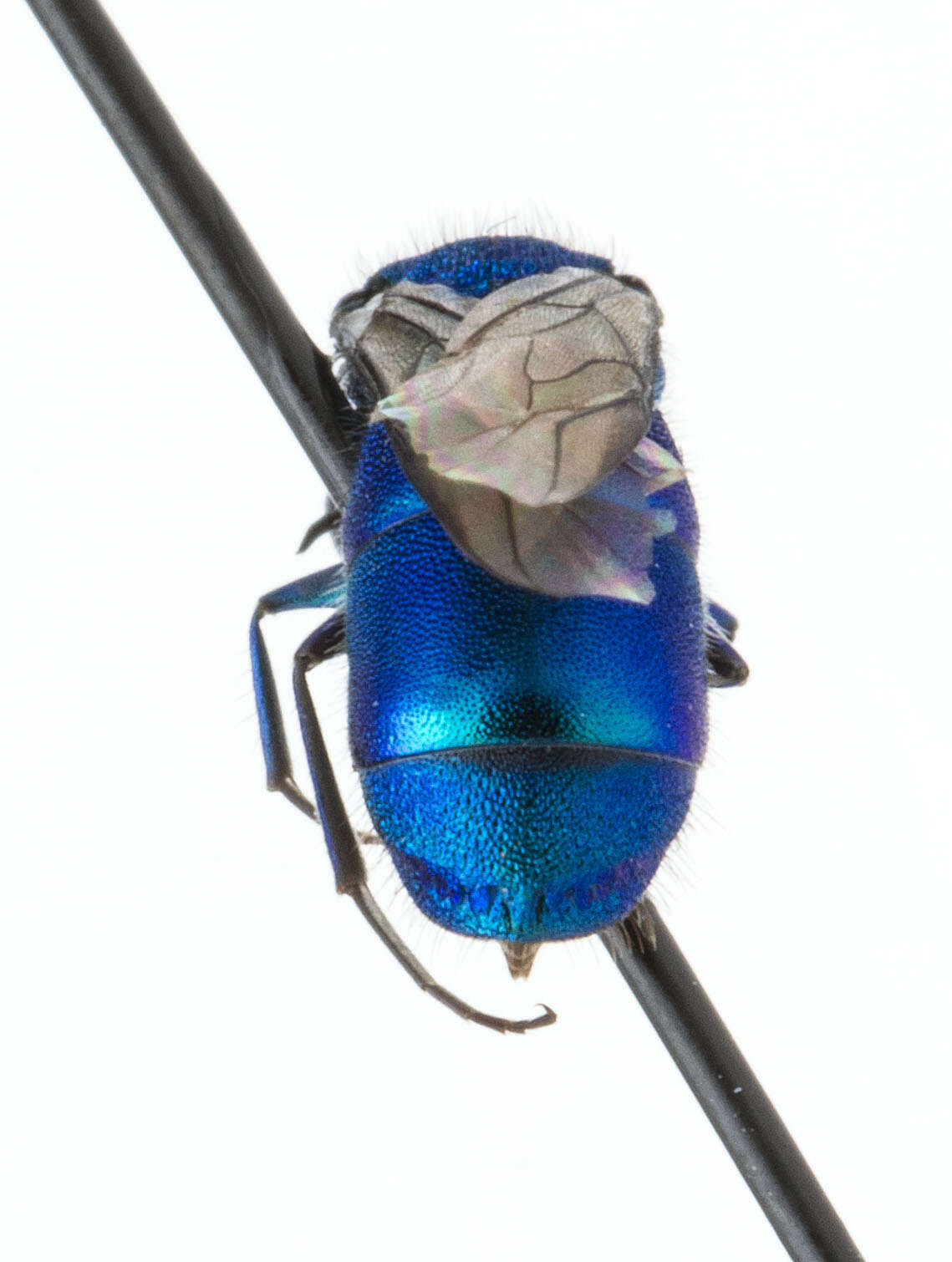 Image of Chrysidinae