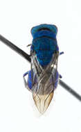 Image of Chrysidinae