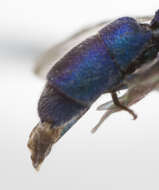 Image of Chrysidinae