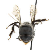 Image of Anthophora terminalis Cresson 1869