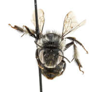 Image of Anthophora terminalis Cresson 1869