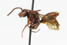 Image of Nomada denticulata Robertson 1902