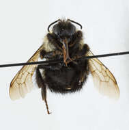 Image of Half-black Bumblebee