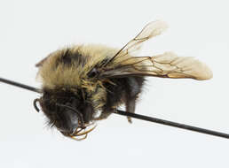 Image of Half-black Bumblebee