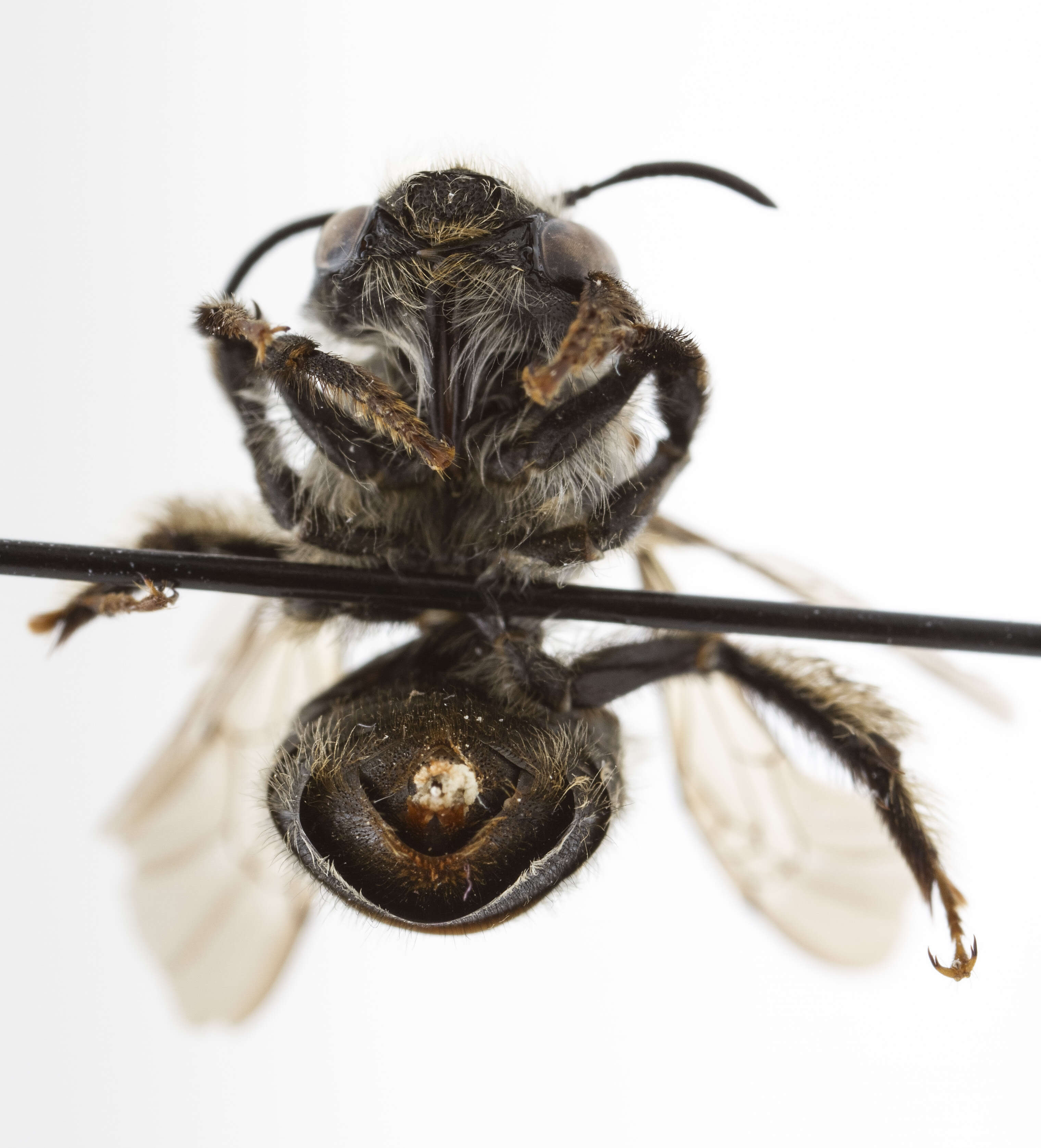 Image of Anthophora terminalis Cresson 1869