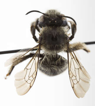 Image of Anthophora terminalis Cresson 1869