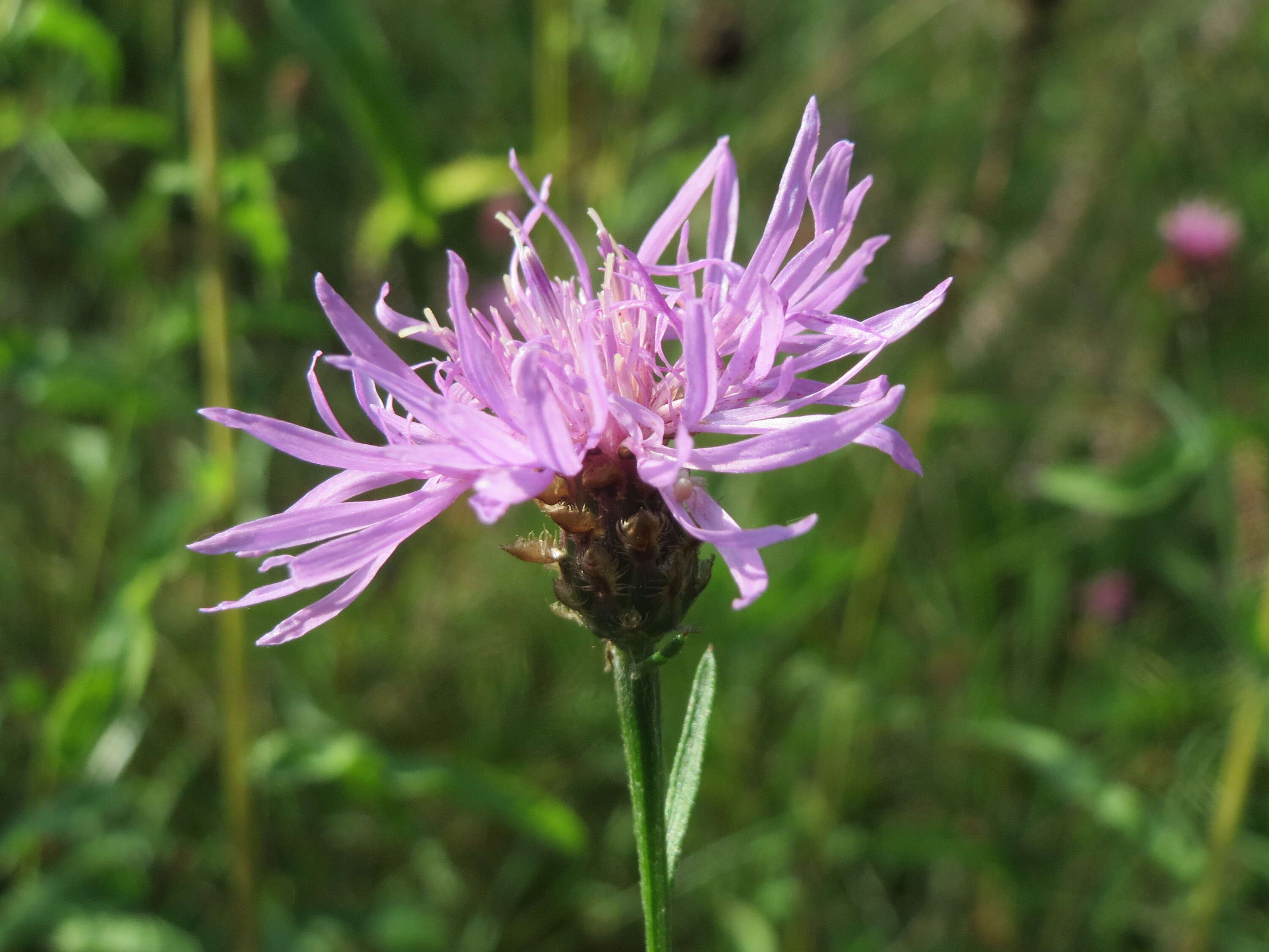 Centaurea nigrescens Willd. resmi