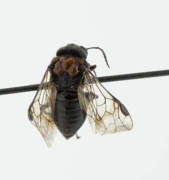 Image of Alder Sawfly