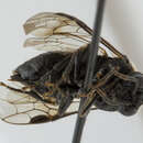 Image of Alder Sawfly