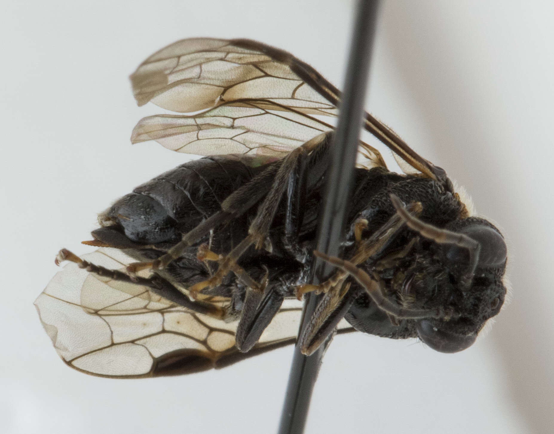 Image of Alder Sawfly