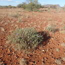 Eremophila caespitosa Chinnock resmi