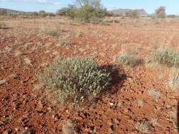 صورة Eremophila caespitosa Chinnock