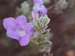 صورة Eremophila caespitosa Chinnock