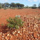 Image of Eremophila canaliculata Chinnock