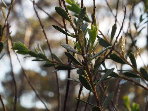 Слика од Eremophila compressa R. J. Chinnock