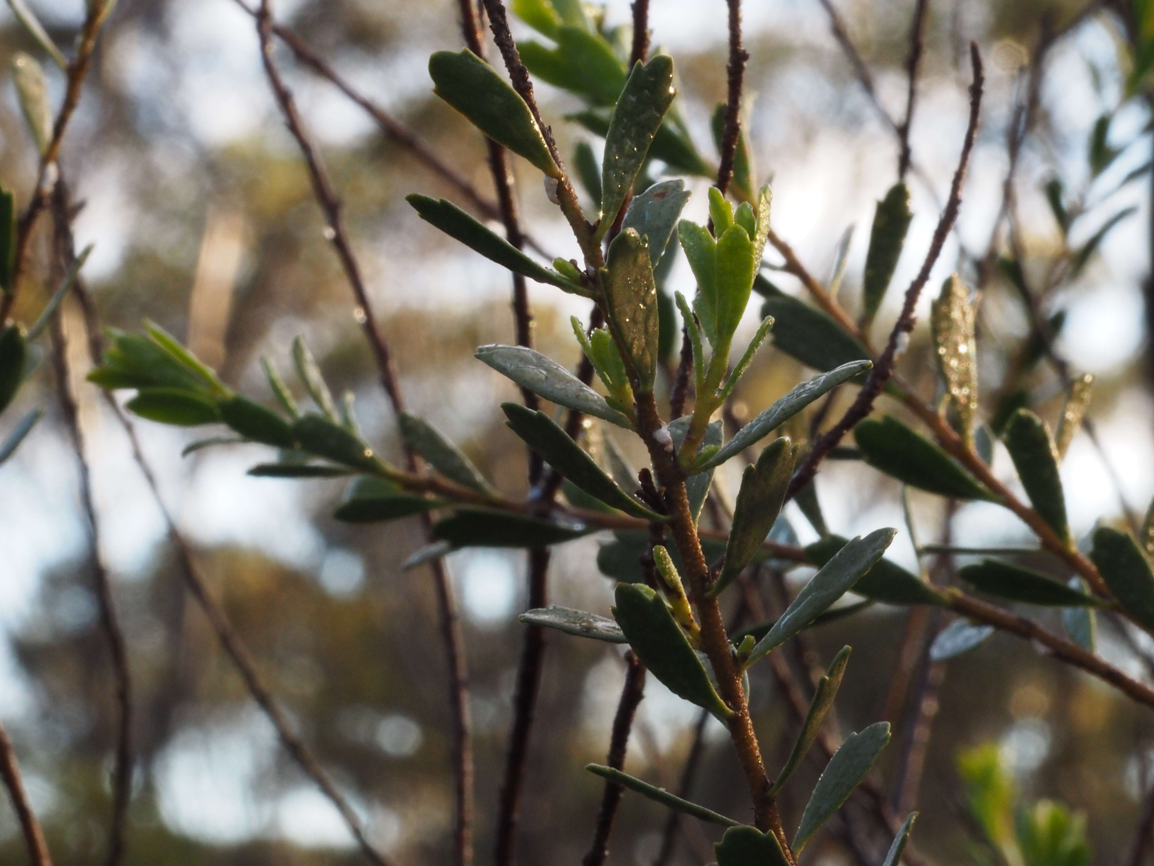 Eremophila compressa R. J. Chinnock的圖片