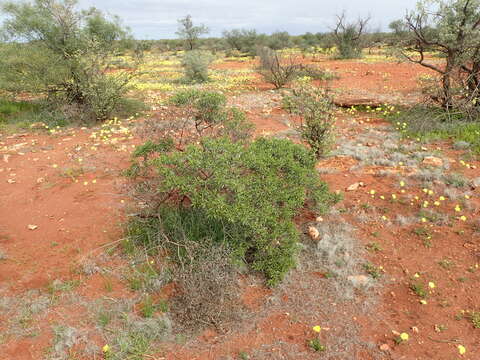 Imagem de Eremophila crenulata Chinnock