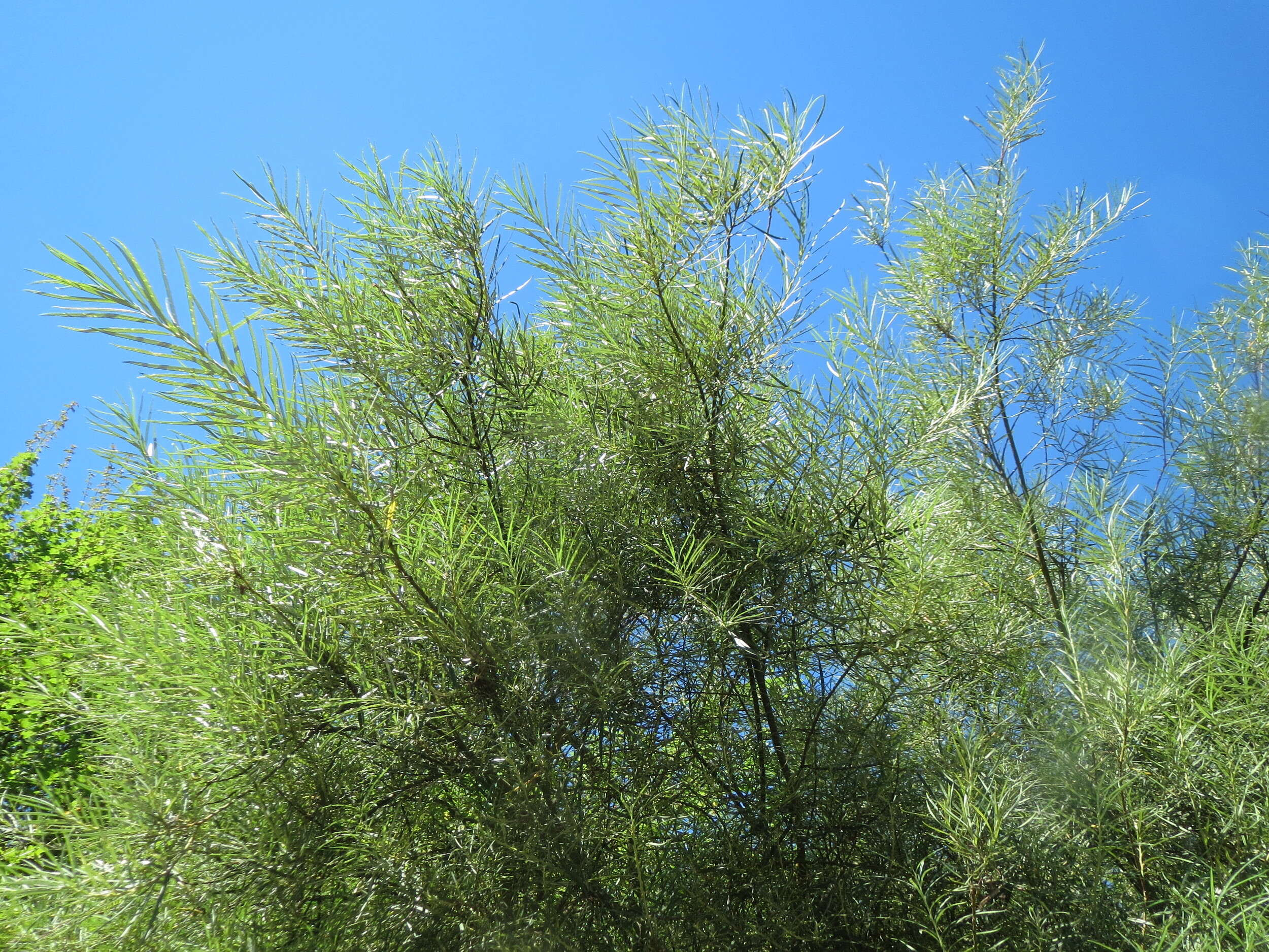 Image of Salix eleagnos