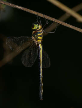 Image de Macromidia donaldi (Fraser 1924)