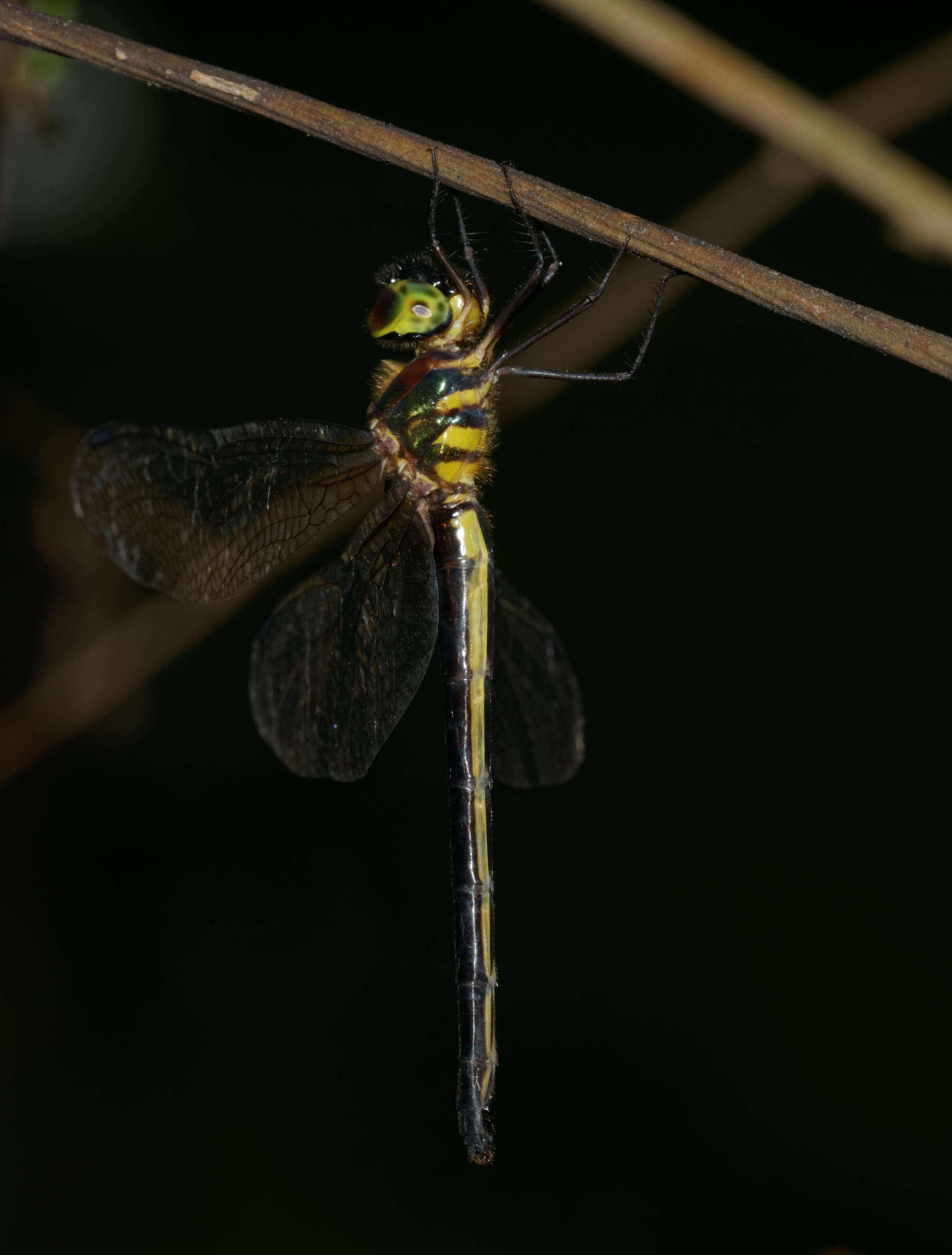 Imagem de Macromidia donaldi (Fraser 1924)