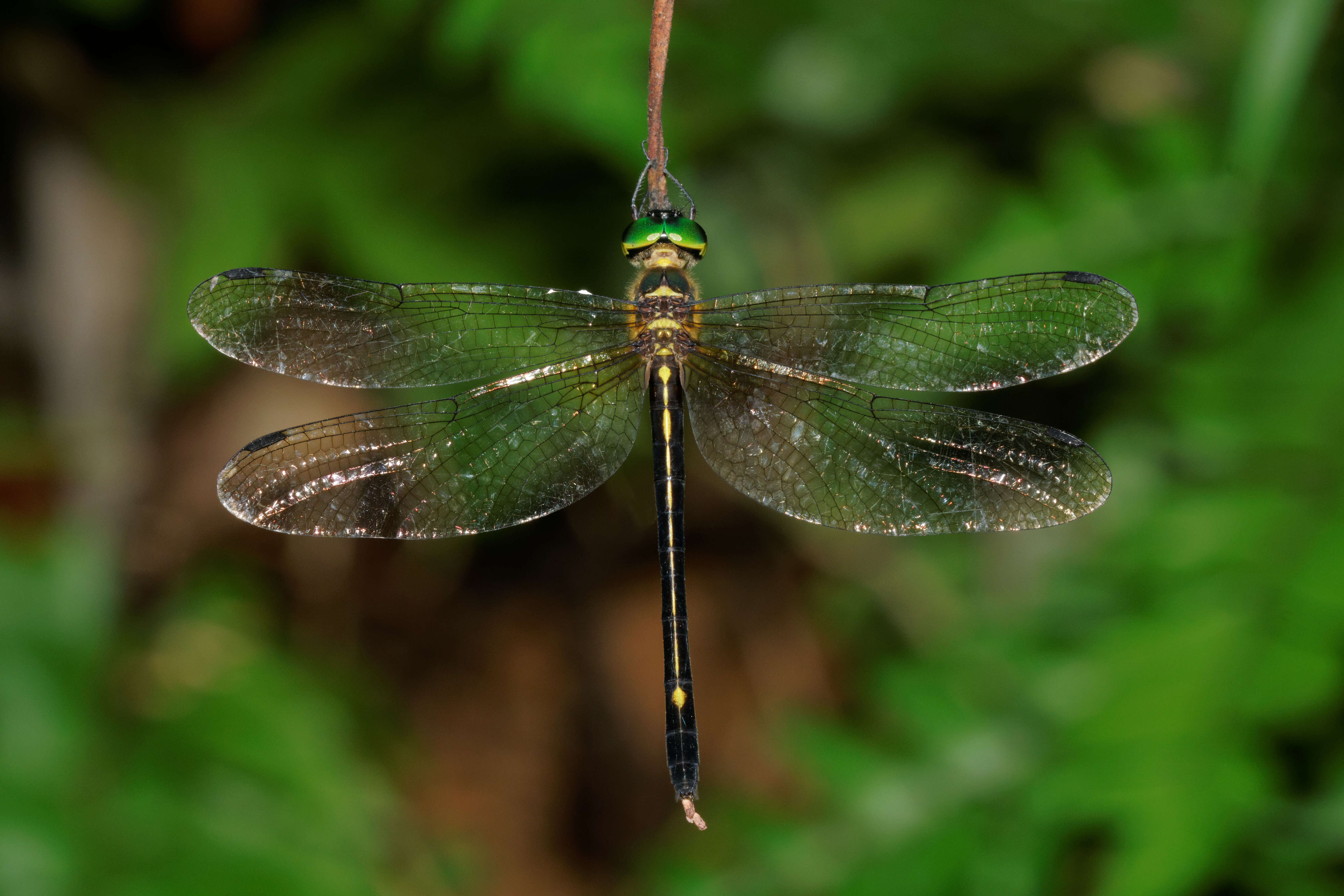 Imagem de Macromidia donaldi (Fraser 1924)