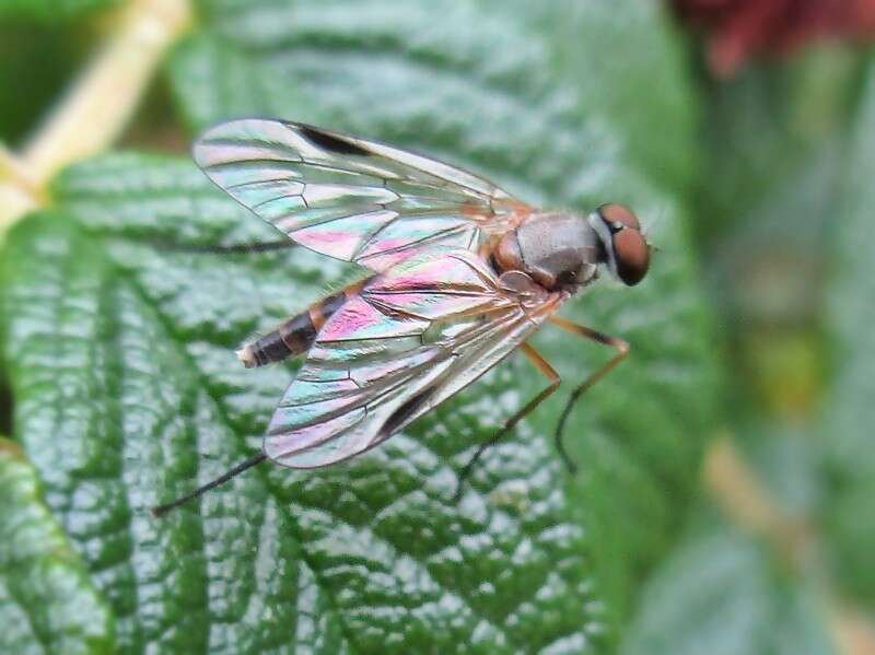 Image of Small Fleck-winged Snipe Fly