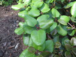 Image of Rhododendron williamsianum Rehder & E. H. Wilson