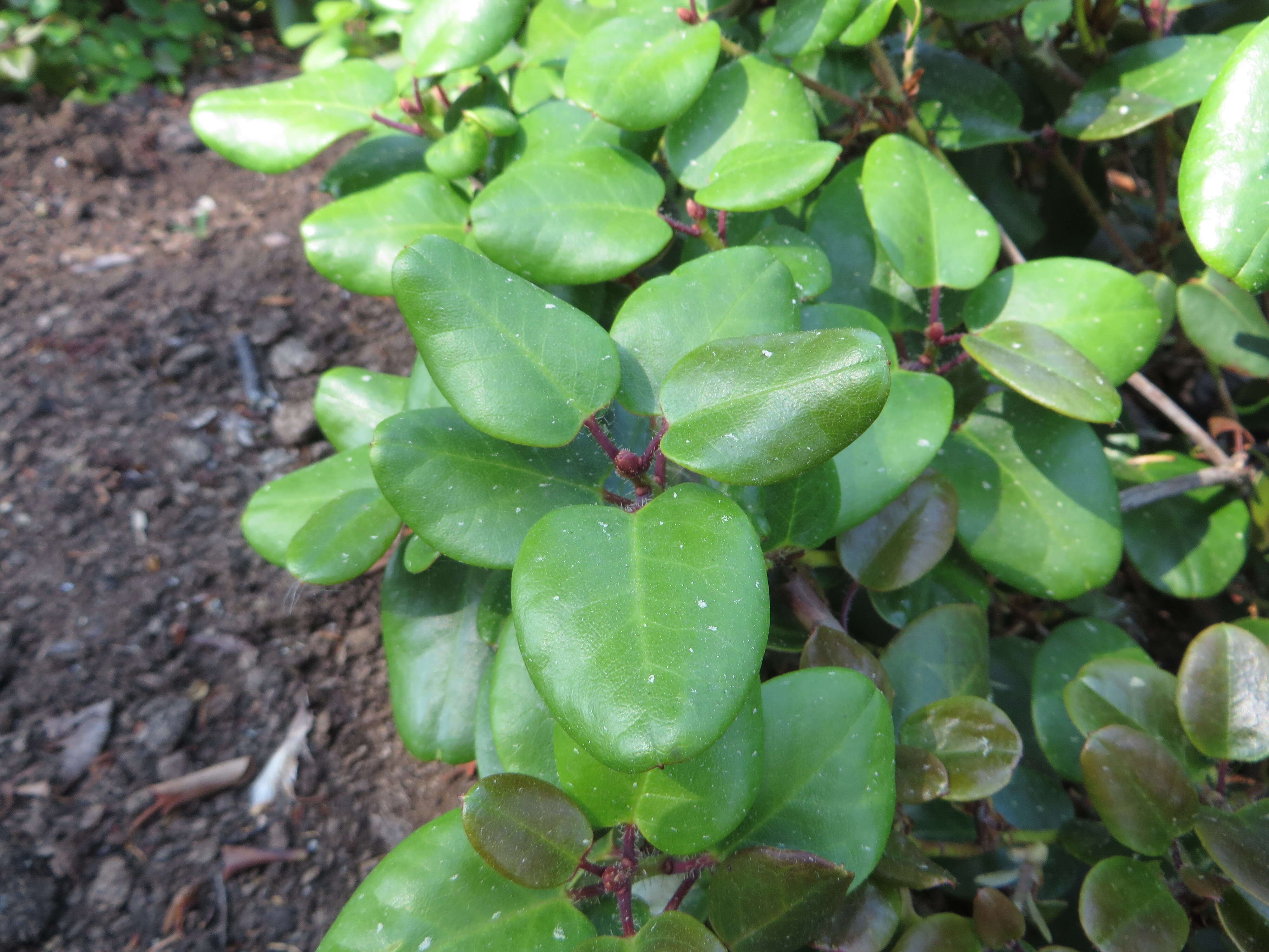 Image of Rhododendron williamsianum Rehder & E. H. Wilson