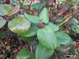 Image of Rhododendron williamsianum Rehder & E. H. Wilson