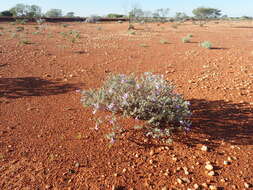 صورة Eremophila demissa Chinnock