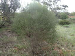 Image of Eremophila dichroantha Diels