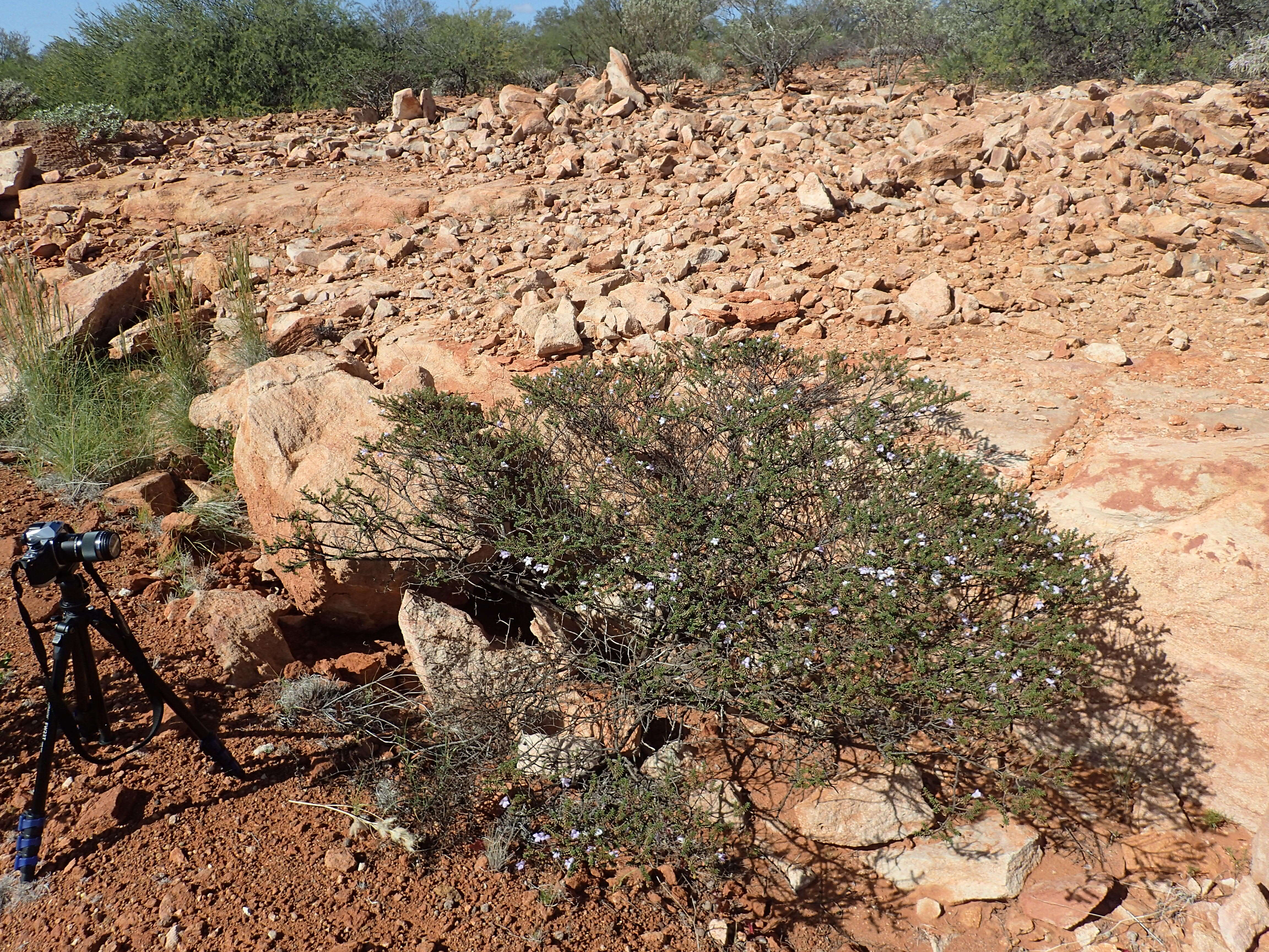 صورة Eremophila exilifolia F. Muell.