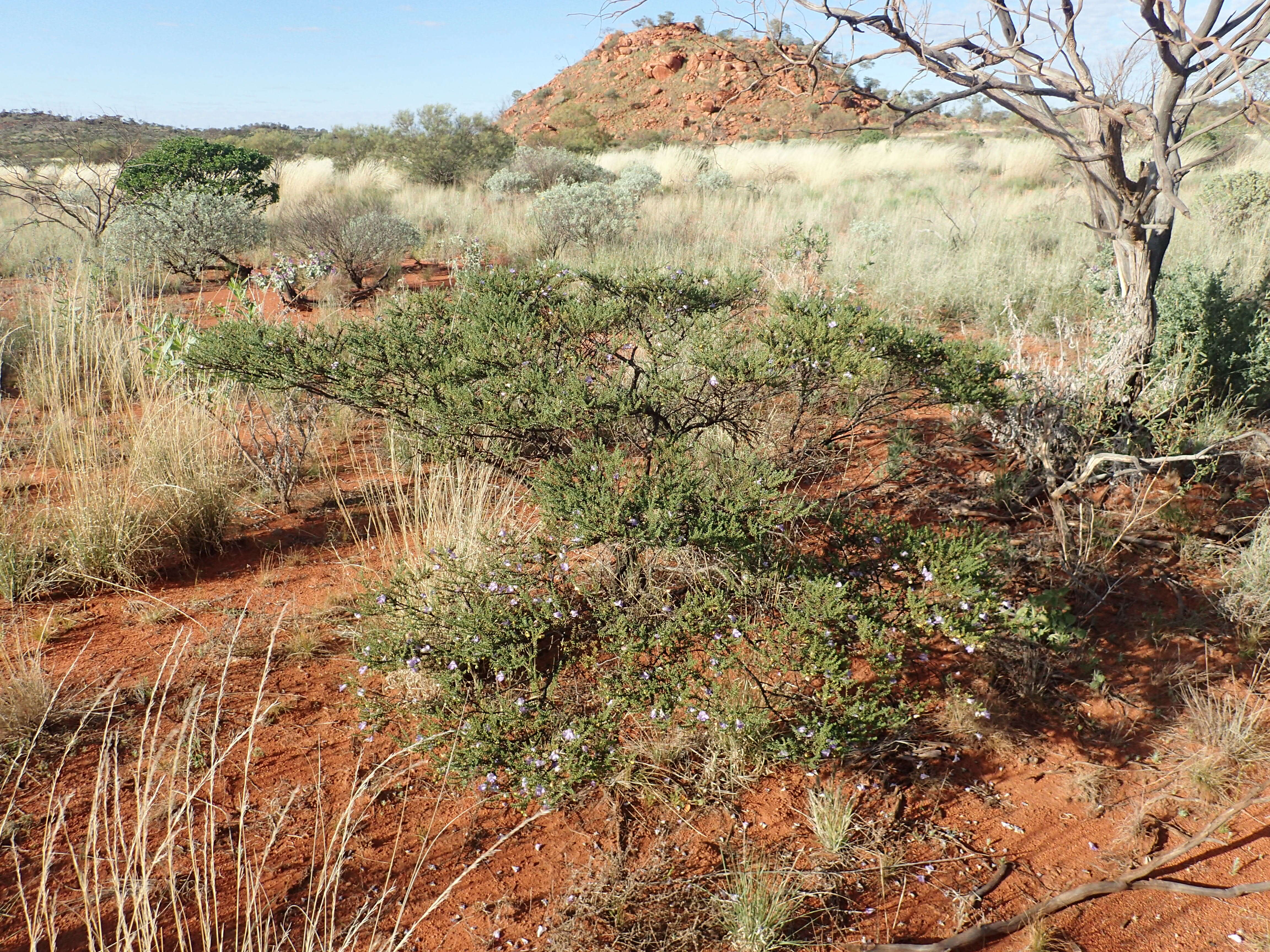 صورة Eremophila exilifolia F. Muell.