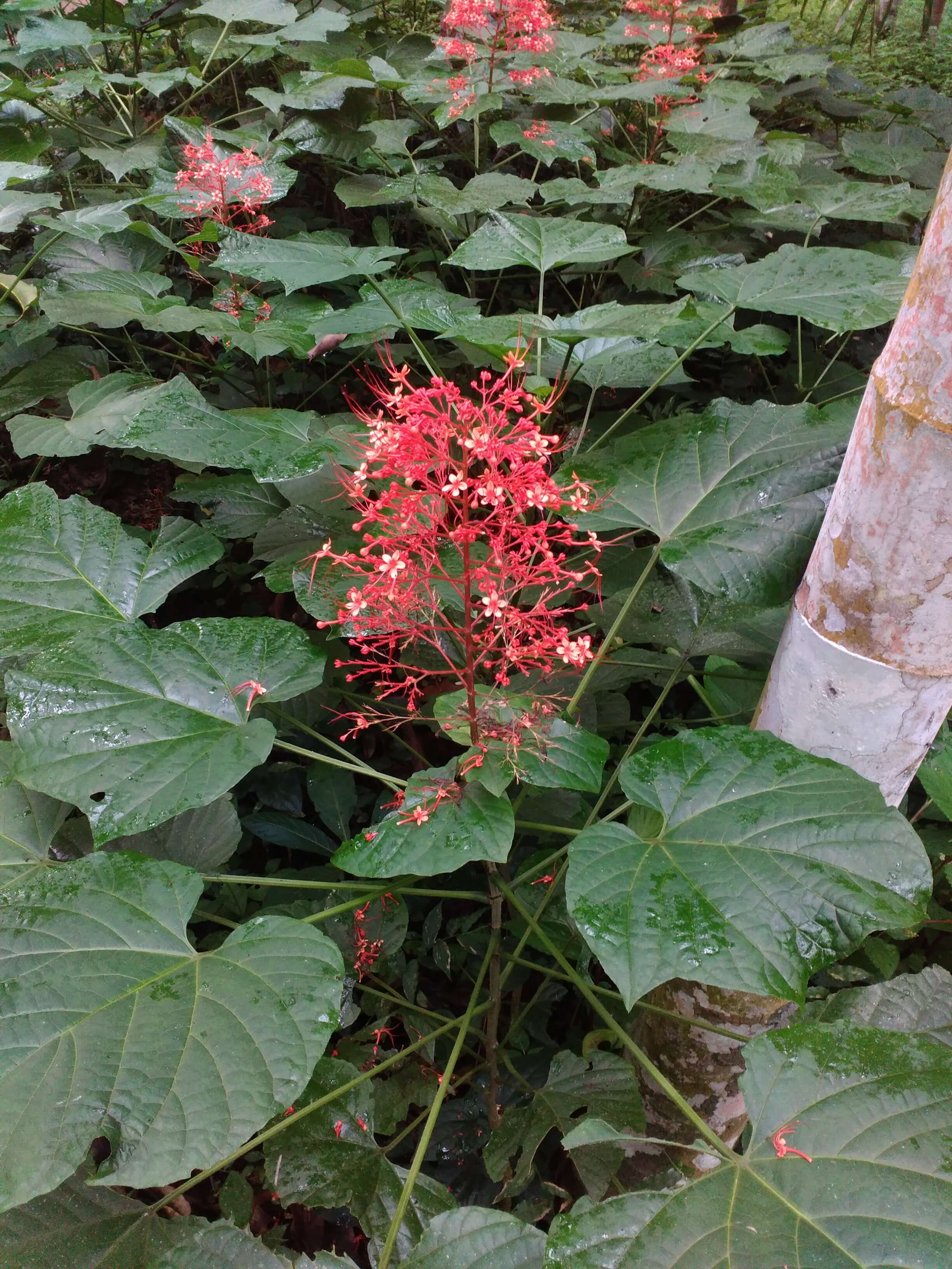 Слика од Clerodendrum paniculatum L.