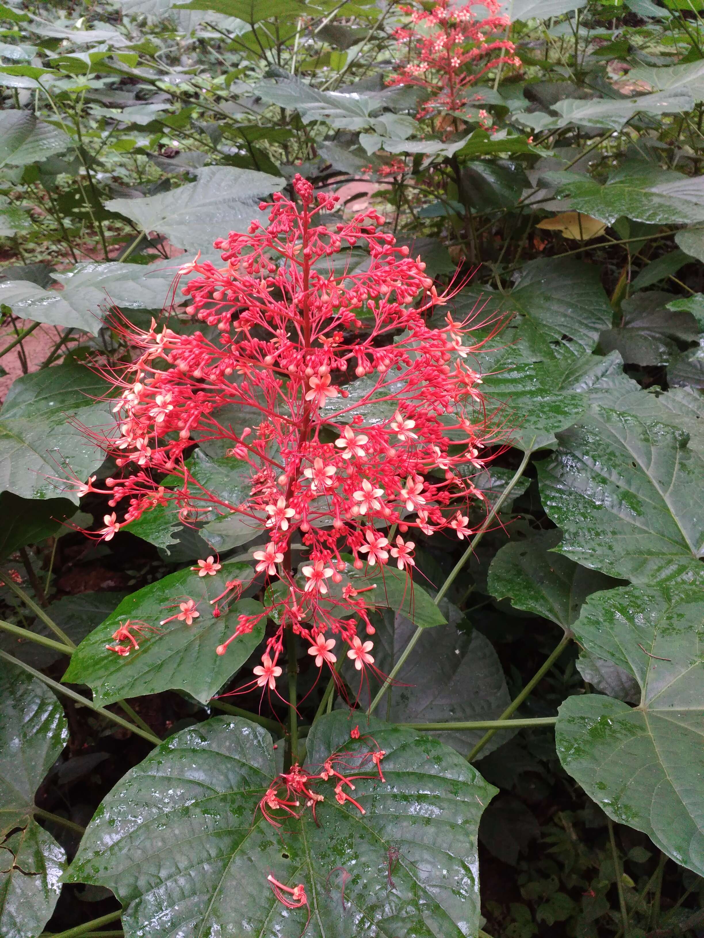 Imagem de Clerodendrum paniculatum L.