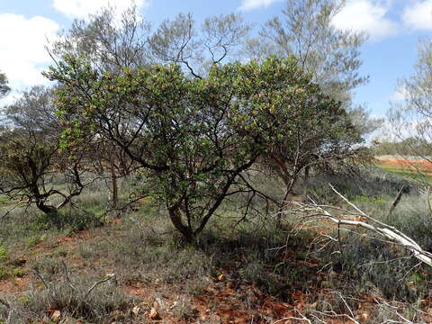 Image of Eremophila fraseri F. Muell.