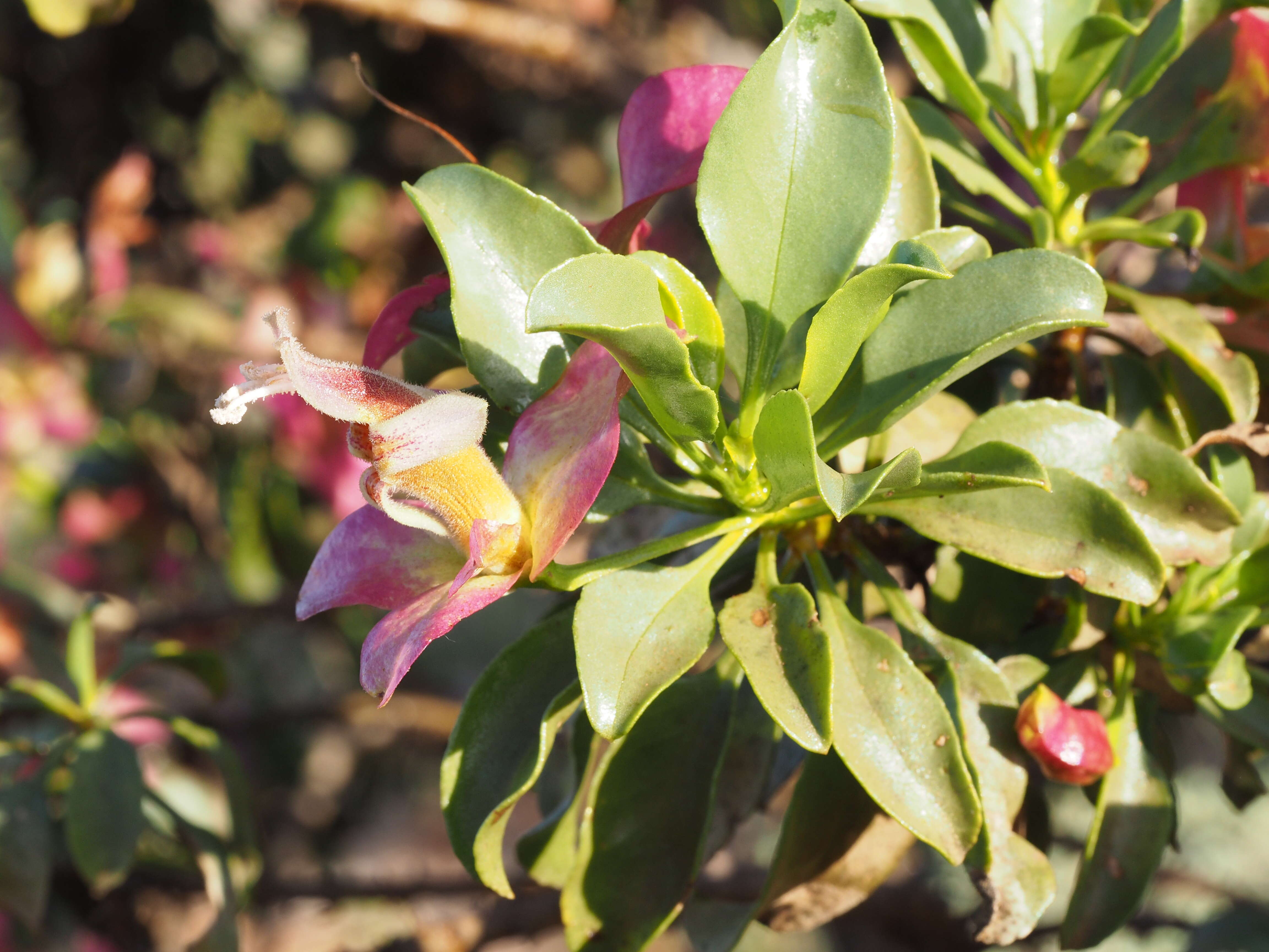 Image of Eremophila fraseri F. Muell.