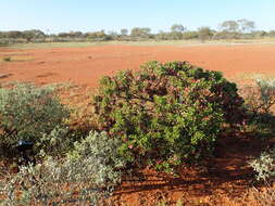 Image of Eremophila fraseri F. Muell.