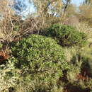 Eremophila galeata Chinnock resmi