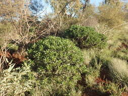 Eremophila galeata Chinnock resmi