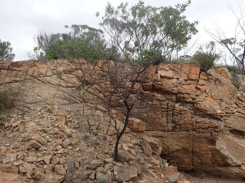 Image of Eremophila gibbosa R. J. Chinnock