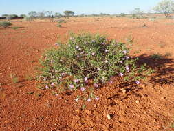 Imagem de Eremophila gilesii F Muell.